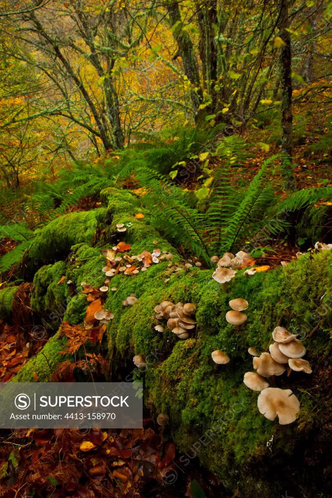 Undergrowth in autumn Muniellos reserve Asturias Spain