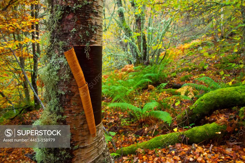 Birch trunk undergrowth Muniellos Asturias Spain