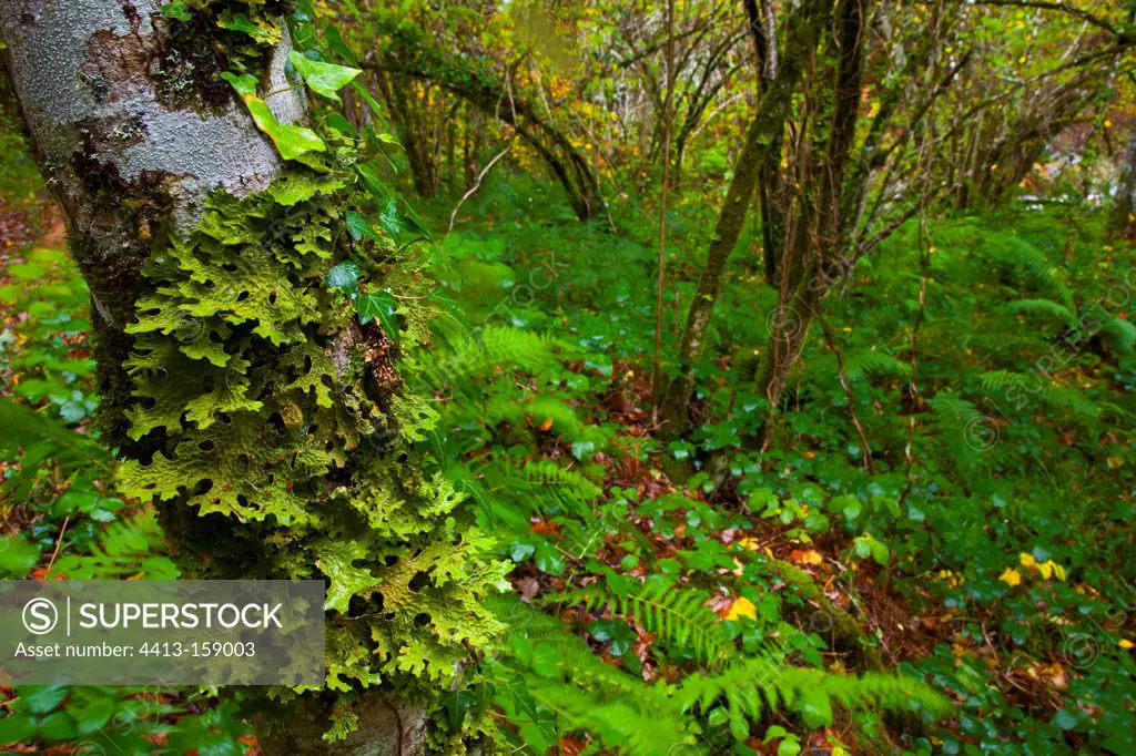 Lichen in the undergrowth Reserve Muniellos Asturias Spain