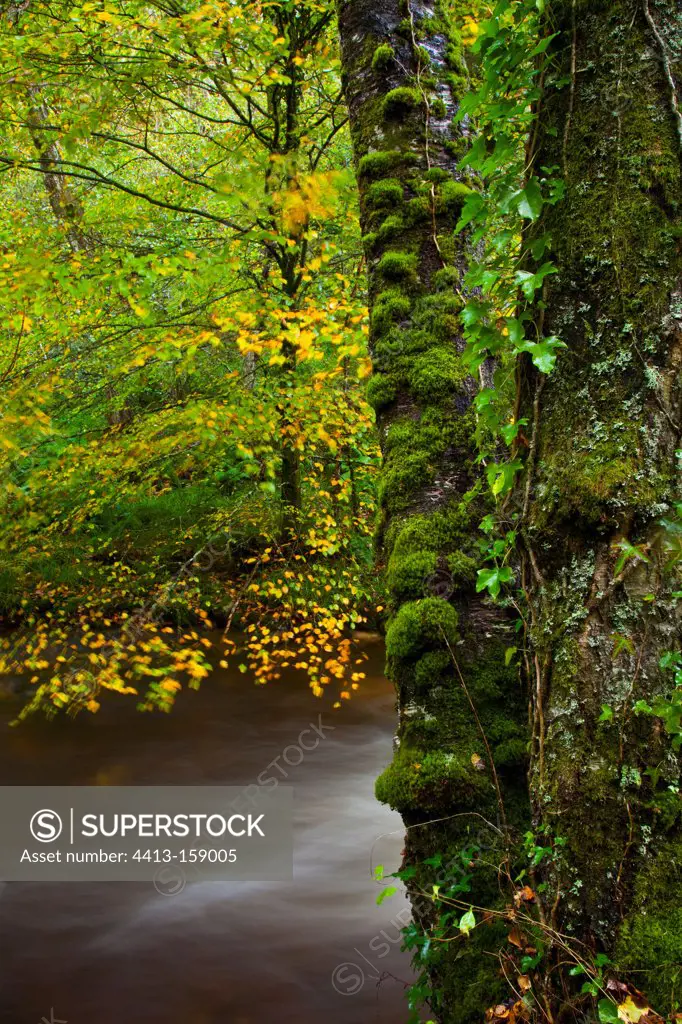 Fall Creek Reserve Muniellos Asturias Spain