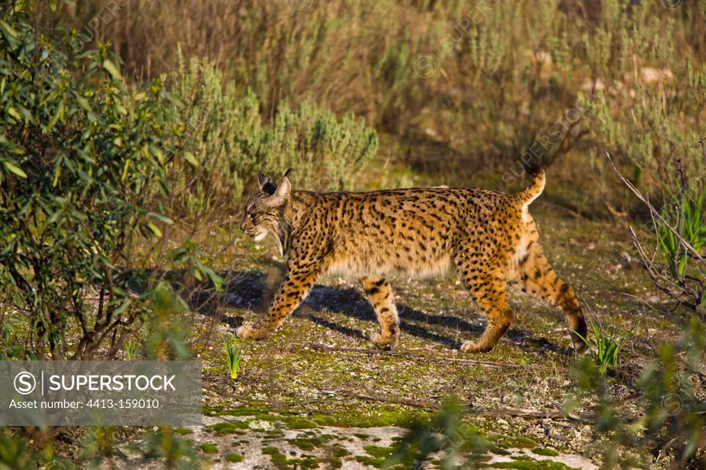 Iberian lynx walking Andalusia Spain Sierra de Andujar