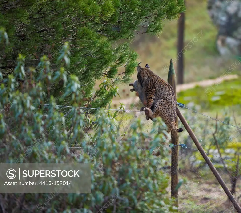 Iberian lynx and its prey Andalusia Sierra de Andujar Spain