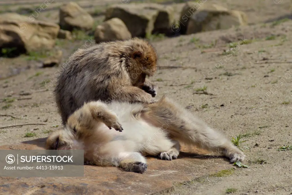 Barbary macaque grooming Netherlands