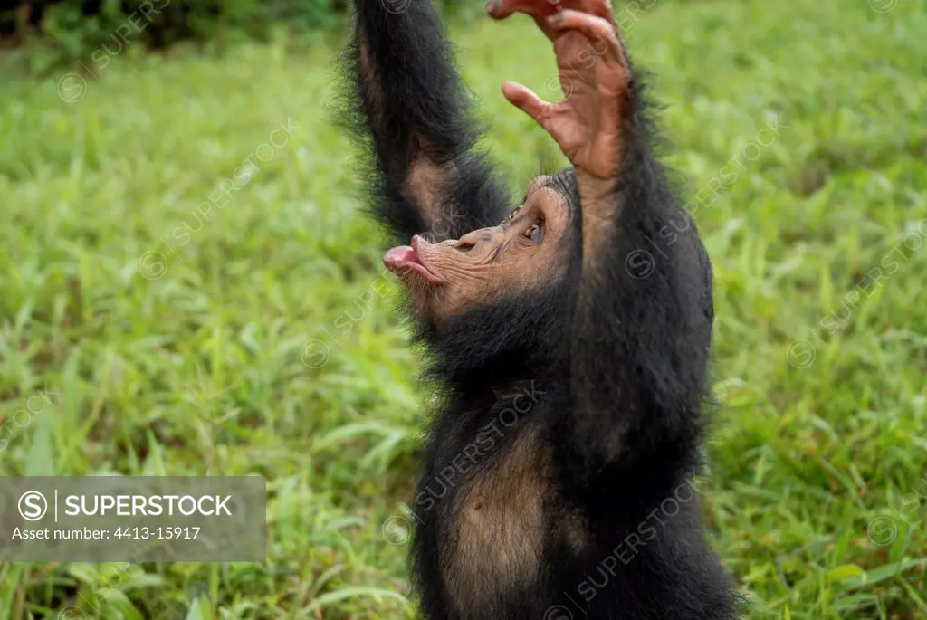 Young chimpanzee seeking the comfort of human arms