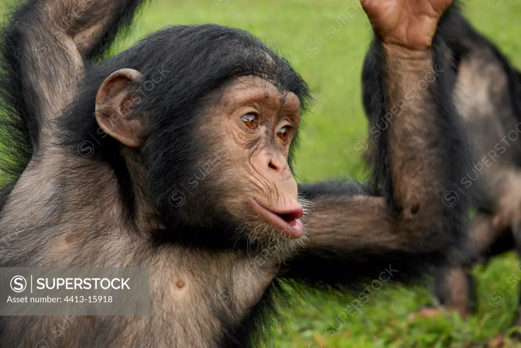 Cry of a young chimpanzee of approximately 2 years Cameroun [AT