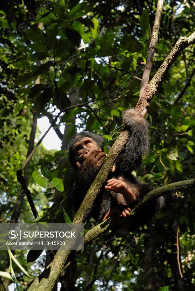 Young 2 year old chimpanzee in a tree with the sun Cameroun