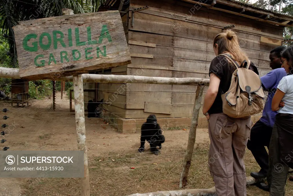 Nursery of the gorillas to the sanctuary of MEFOU CWAF Cameroun