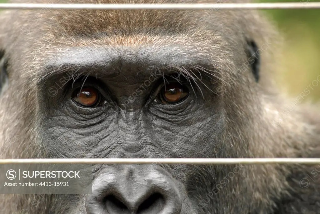 Glance of a young gorilla through electric wire