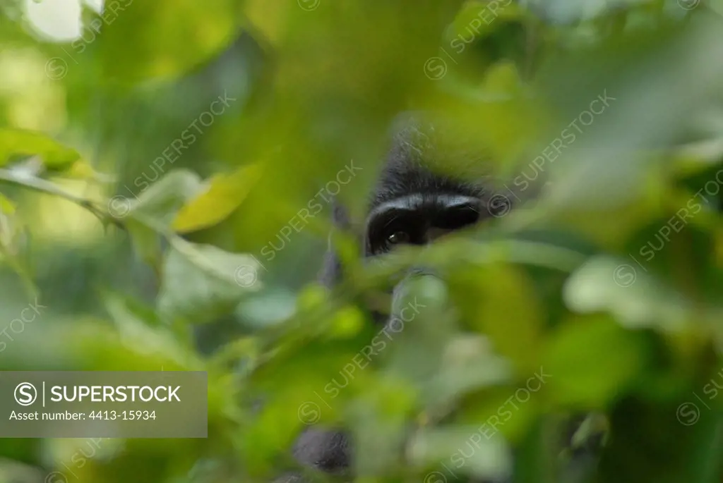 Glance of a young Mountain gorilla in the vegetation