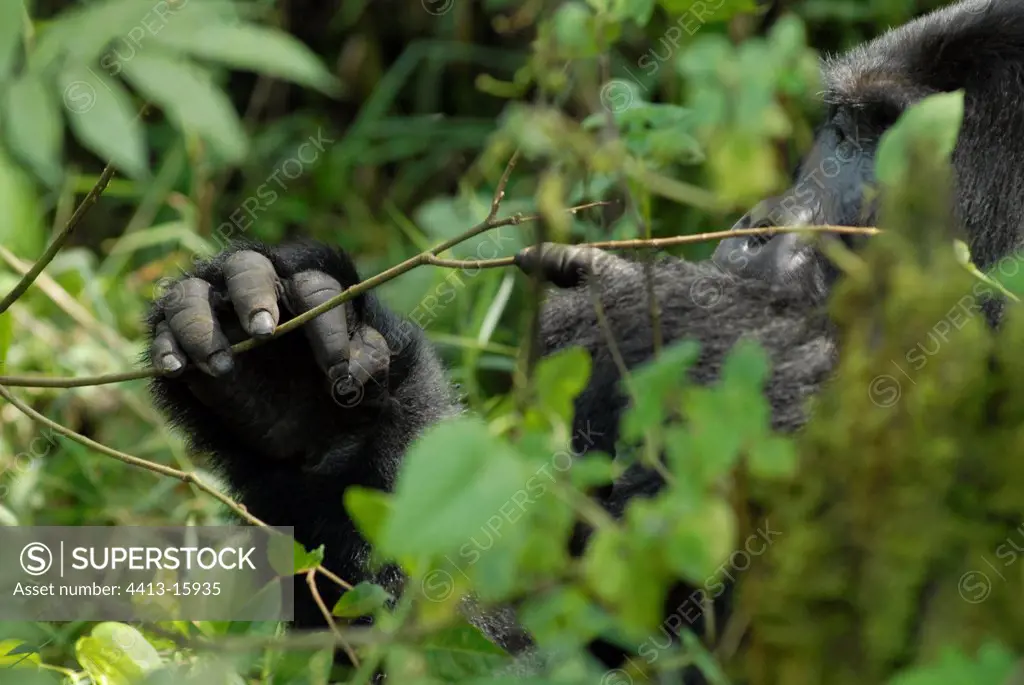 Mountain gorilla eating of the leaves