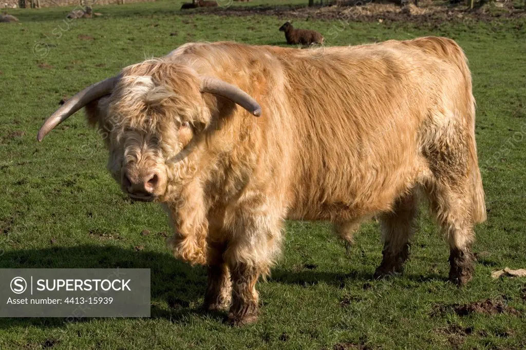 Highland bull Cotswold Farm Park Gloucestershire UK