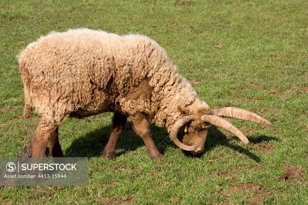 Manx multi-horned sheep grazing Cotswold Farm Park UK
