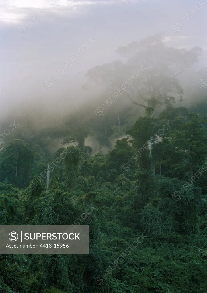 Fog on canopy of the tropical forest to the sunset