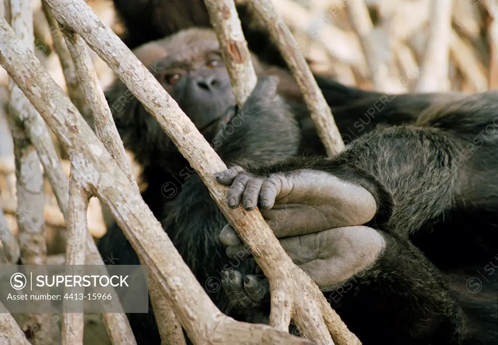 Feet of Chimpanzee lengthened in mangroves Congo
