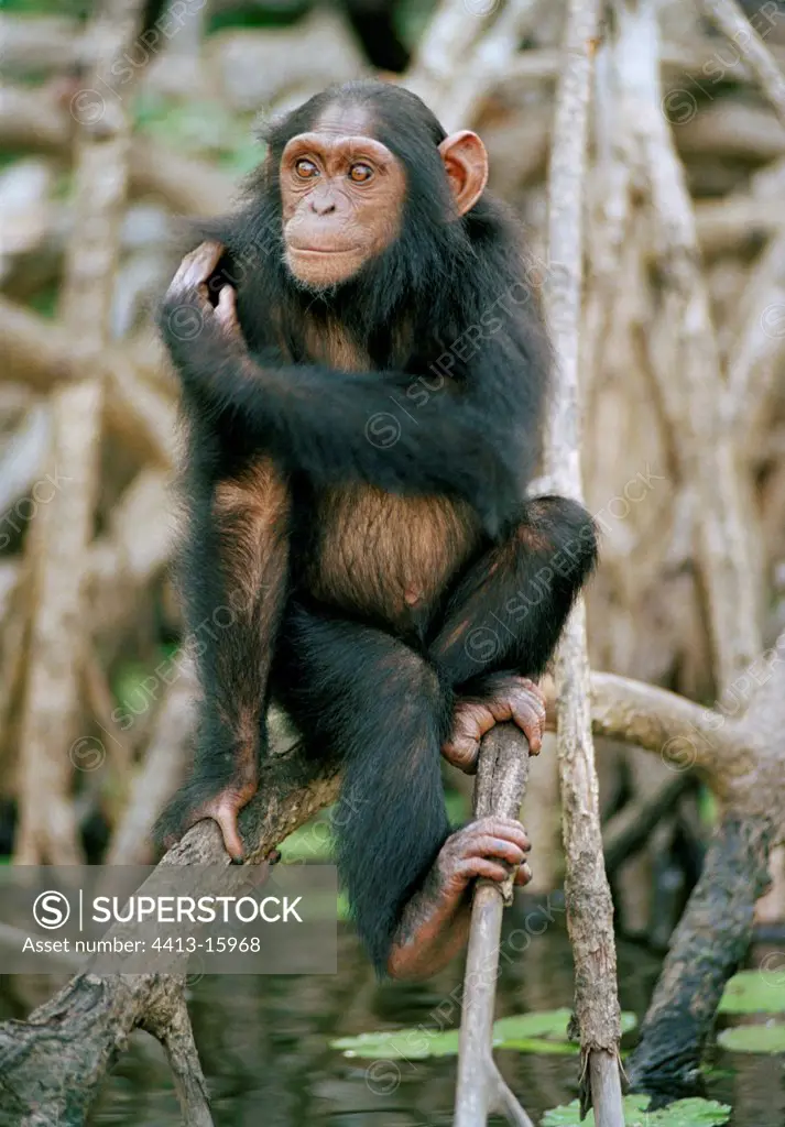Young female Chimpanzee sitting in mangroves Congo