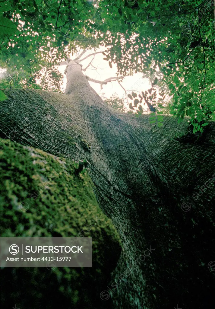 Tree in against diving in the tropical forest Congo