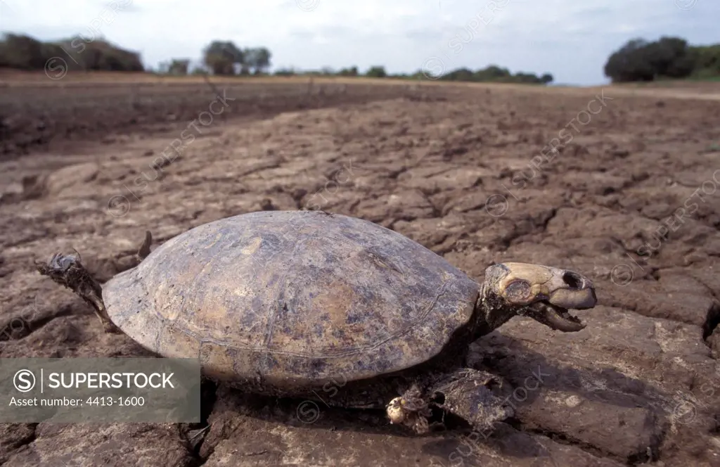 Corpse of tortoise in a dry wetland Llanos Venezuela