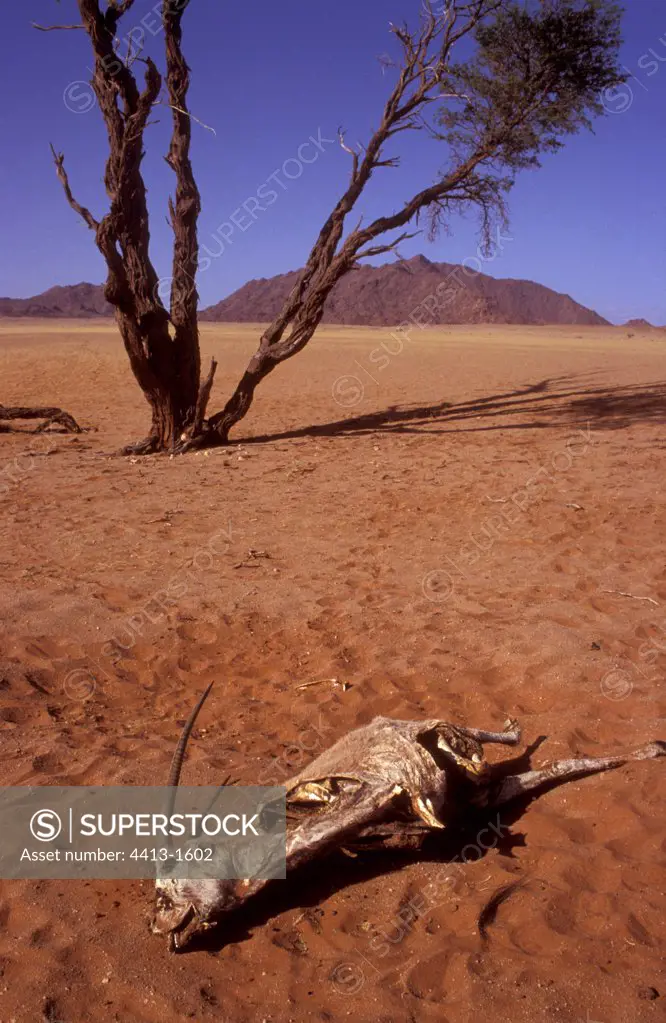 Gemsbok corpse in the Namib desert Namibia