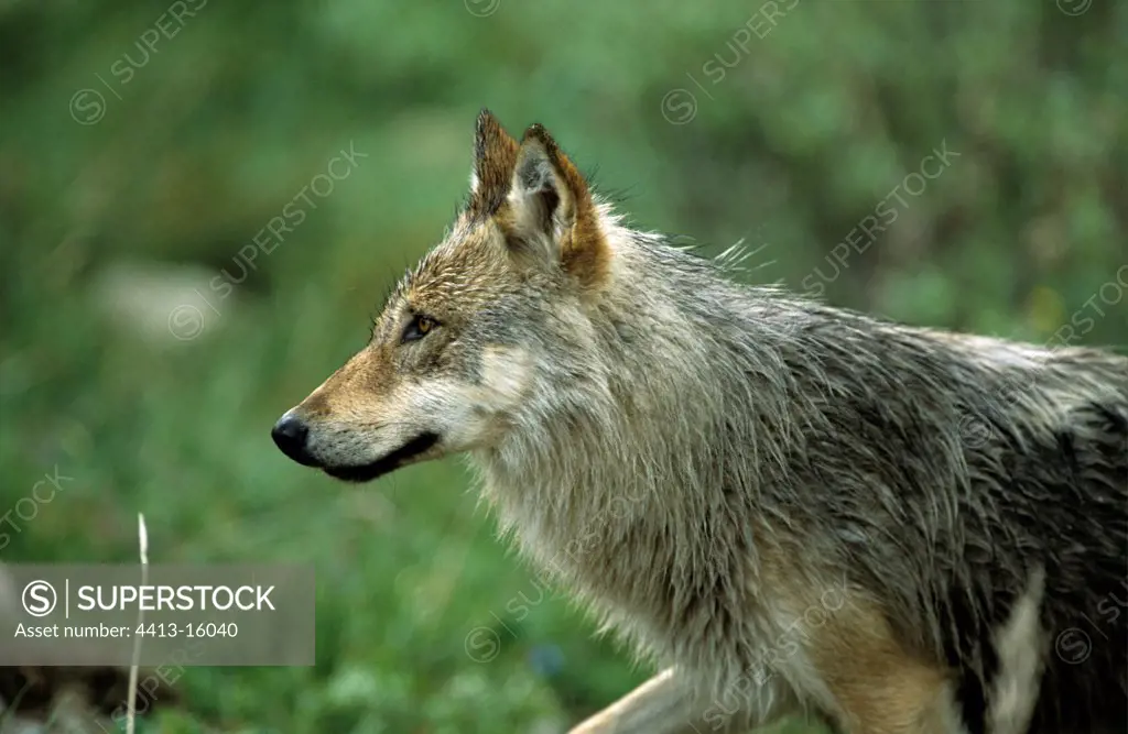 Portait of a young Wolf Denali NP Alaska
