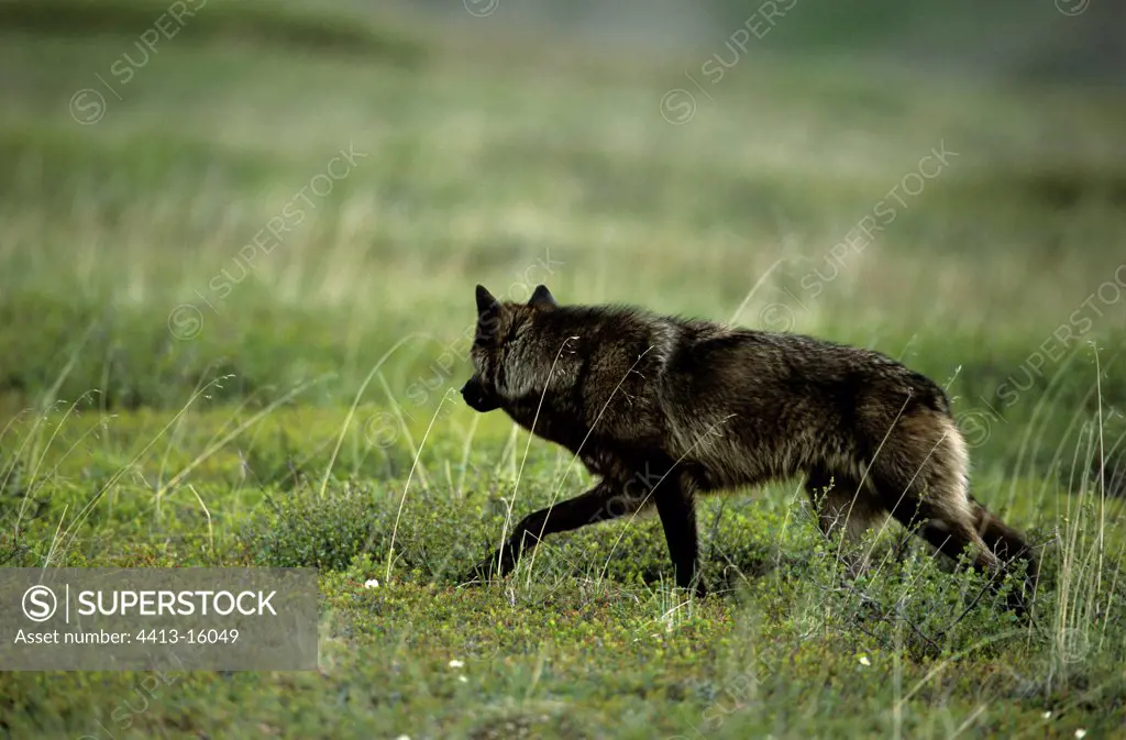 Wolf walking in the tundra Denali NP Alaska