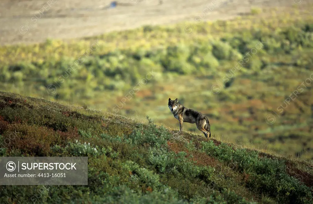 Wolf in the tundra Denali NP Alaska