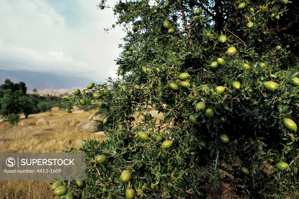 Orchard of Argan in a Mountainous Circus Anti Atlas Morocco