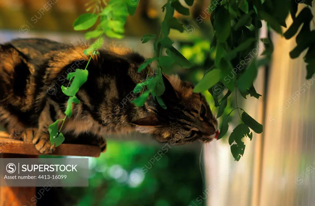 Portrait of a cat playing with the foliage St Eloi France