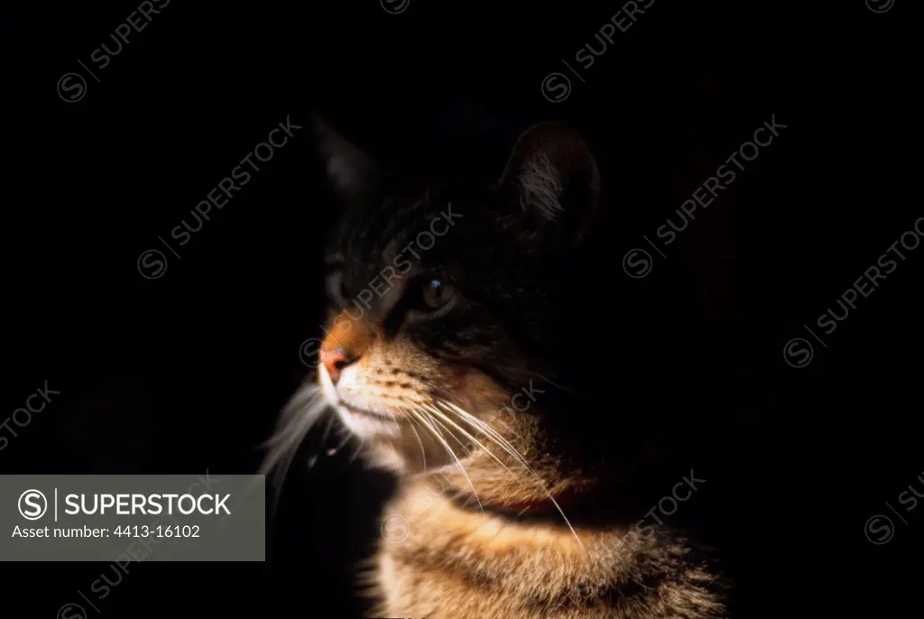 Play of shade and light on the portrait of a cat France