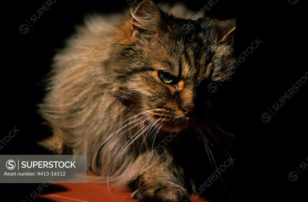 Portrait of a cat with long hair curious France