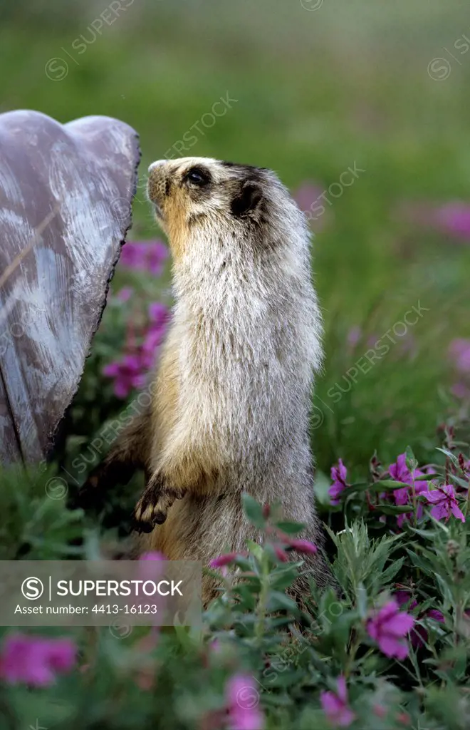 Hoary marmot standing up in the middle of Dwarf fireweed