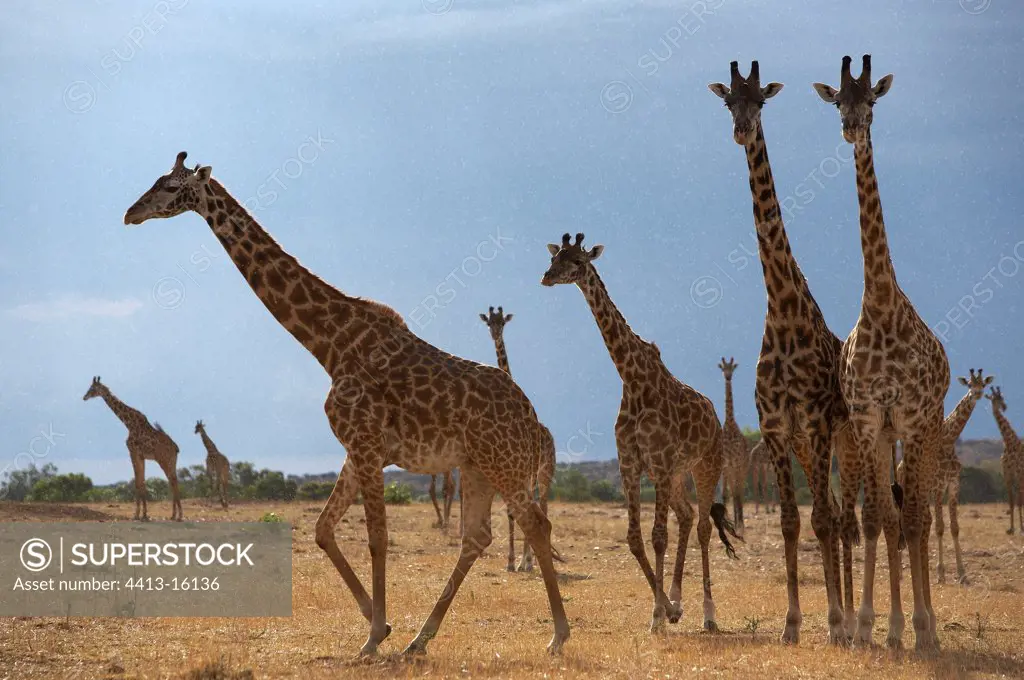 Masaï giraffes in the reserve of Masaï Mara Kenya