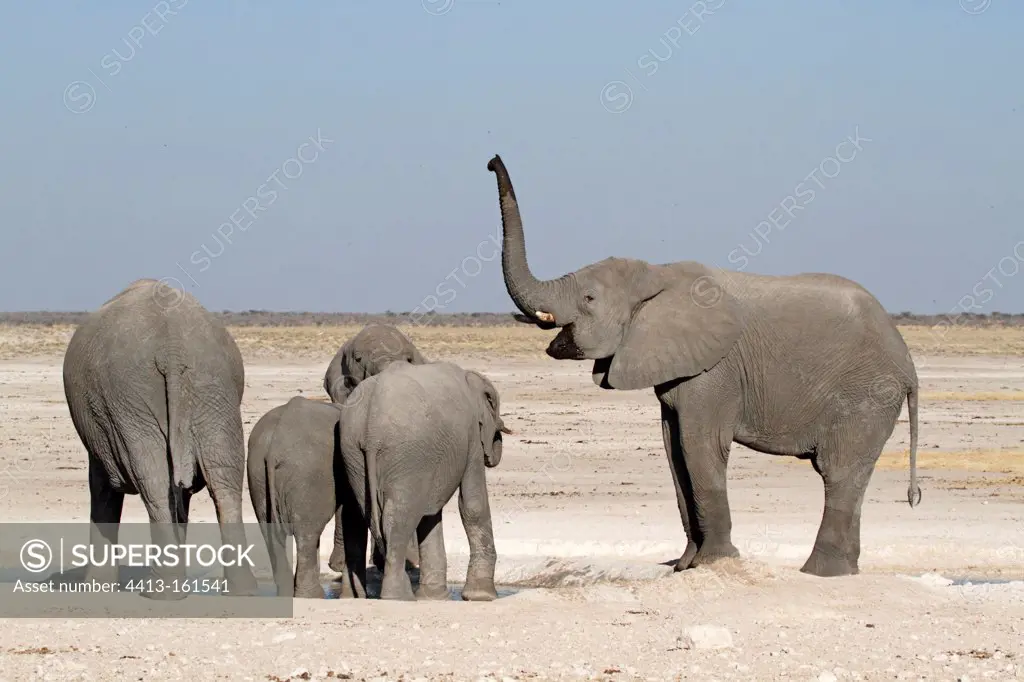 Elephants around a waterhole in Etosha NP Namibia