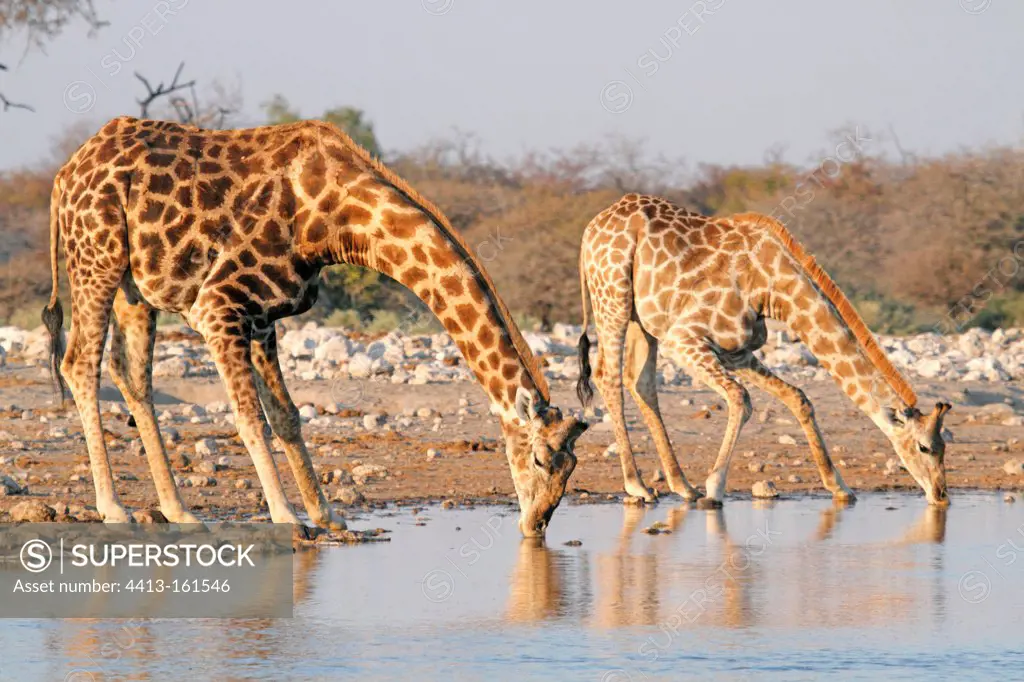 Giraffe drinking at dawn in the Etosha NP Namibia