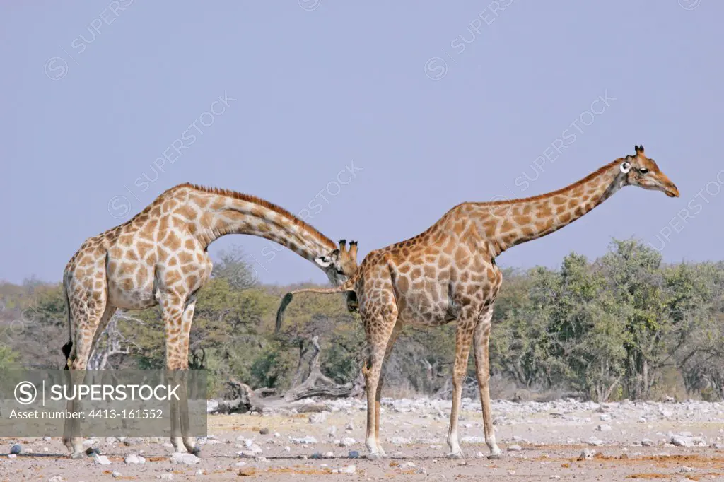 Male giraffe testing the receptivity of a female Namibia