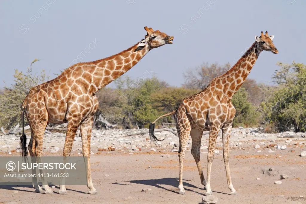 Male giraffe testing the receptivity of a female Namibia