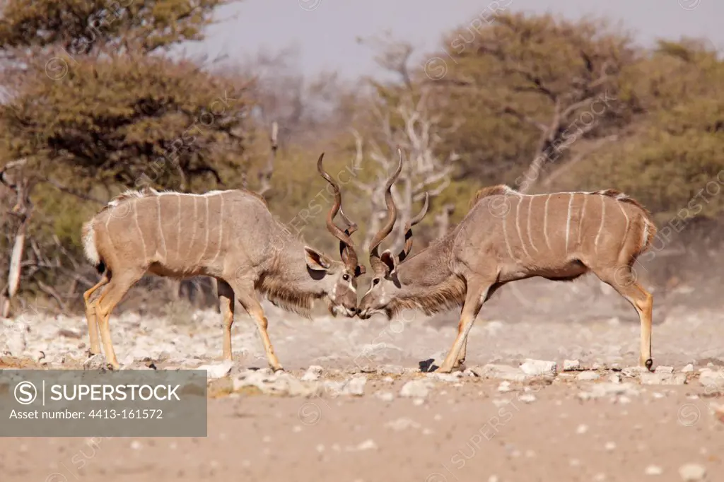 Prelude to the battle between two male Greater Kudu Namibia