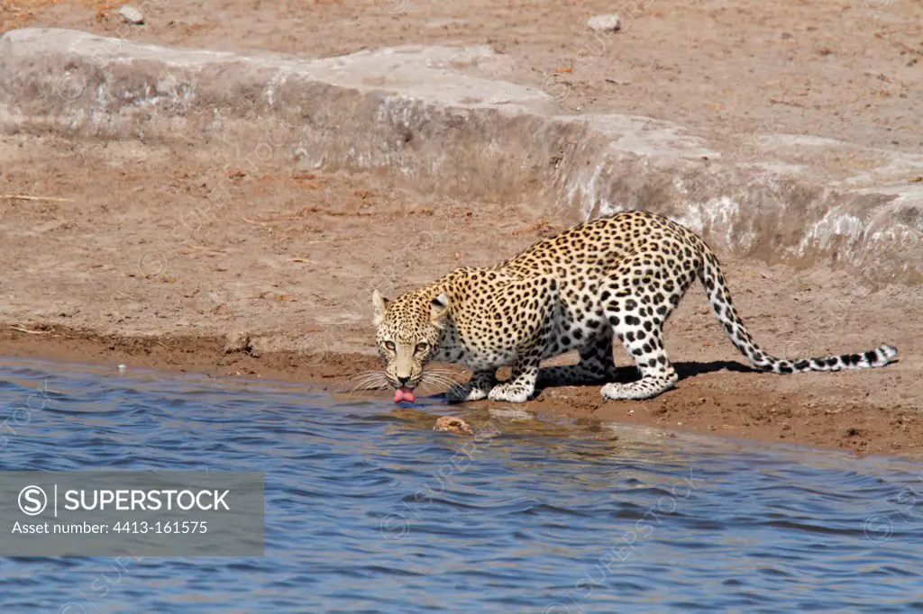 Leopard drinking from a waterhole Etosha NP in Namibia