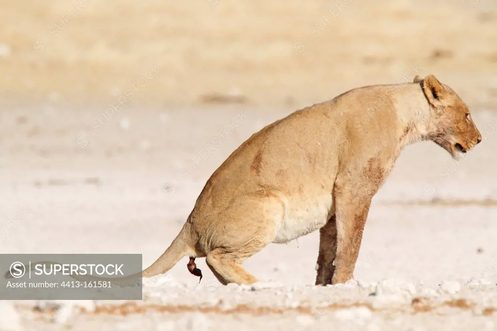 Lion defecating Etosha NP in Namibia