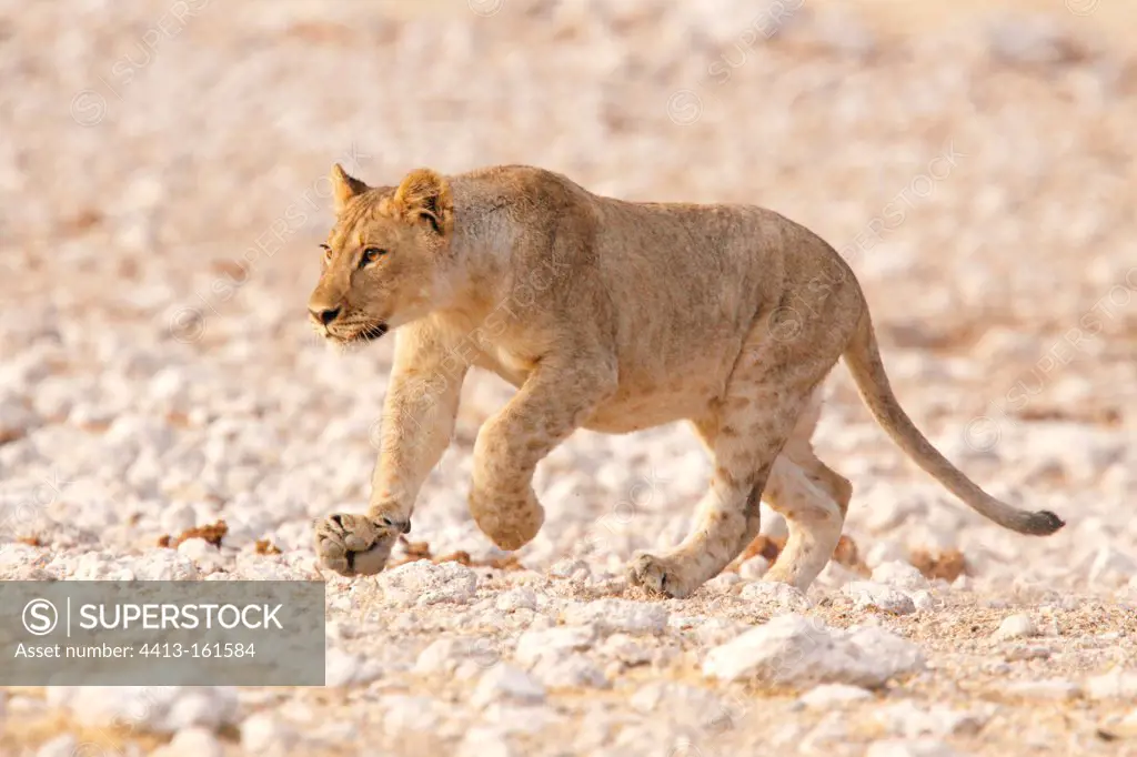 Young Lion in the Etosha NP in Namibia
