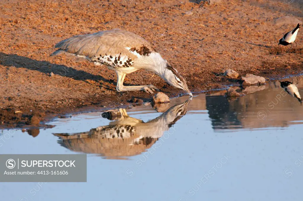 Kori bustard drinking at a waterhole Etosha NP Namibia