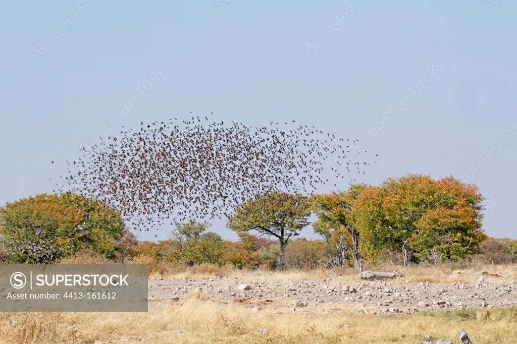 Flight of Red-billed Quelea over a water Etosha NP Namibie