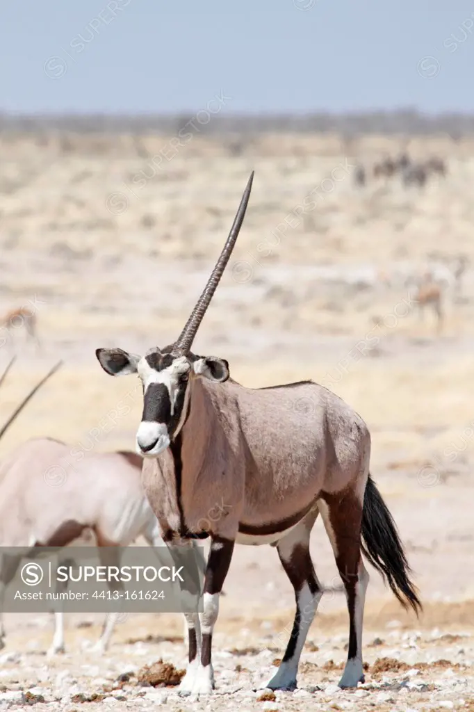 Gemsbok male with a broken horn in a fight Namibia