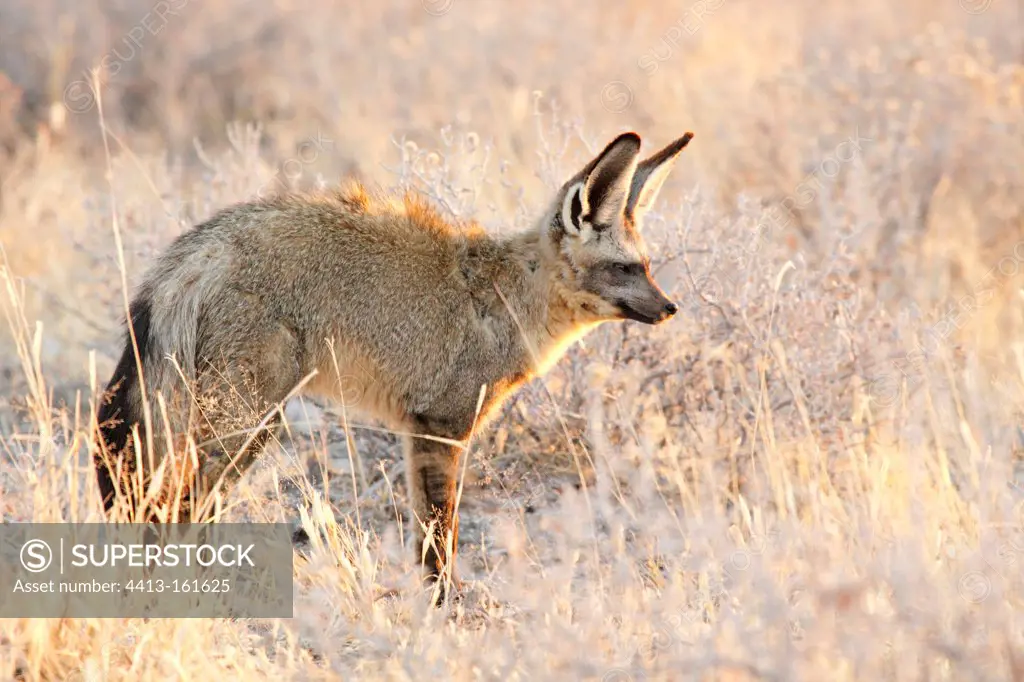 Bat-eared Fox in the Etosha NP in Namibia