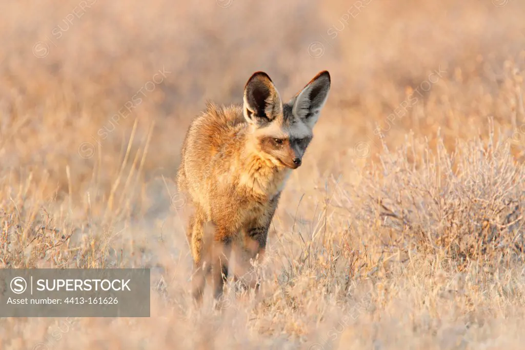 Bat-eared Fox in the Etosha NP in Namibia