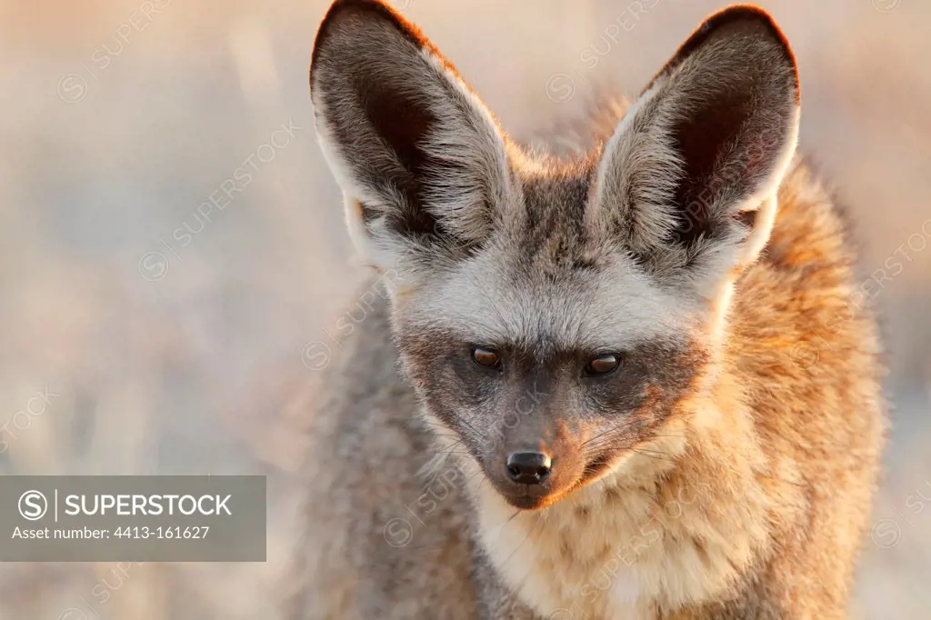 Portrait of a Bat-eared Fox in the Etosha NP in Namibia