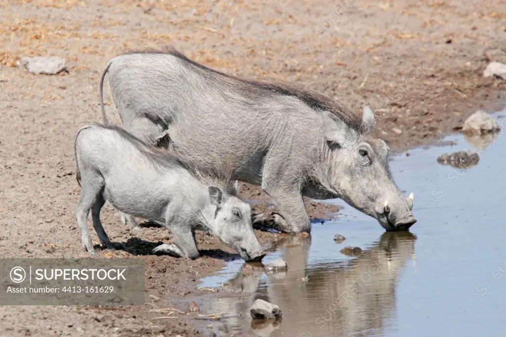 Female and young Desert Warthog at a waterhole Namibia