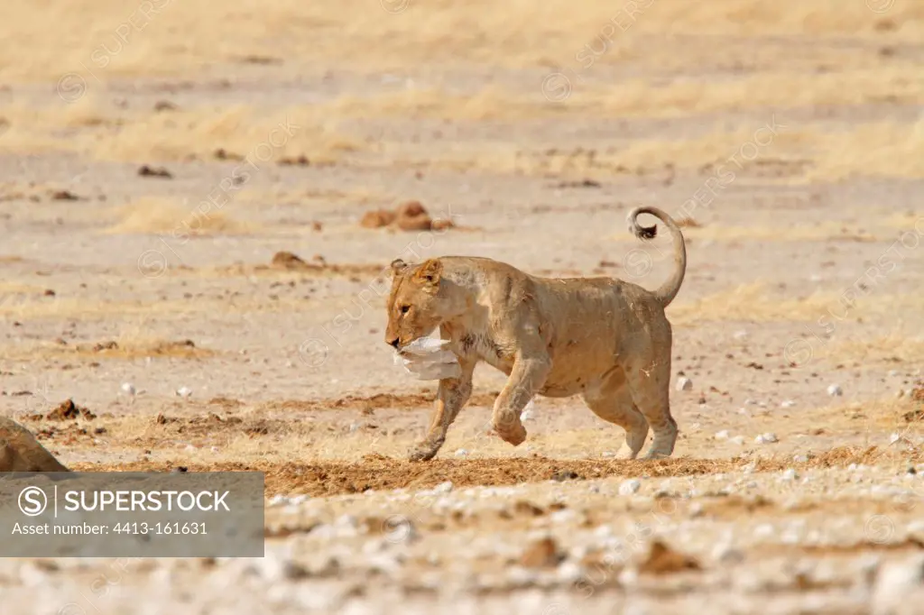 Lion picking up a piece of plastic Etosha NP Namibia
