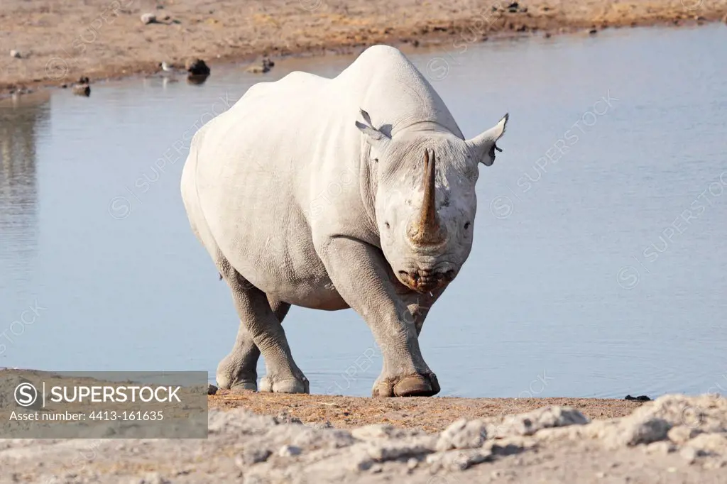 Black rhinoceros near a waterhole in Etosha NP Nambia