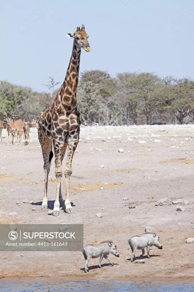 Giraffe and Warthog in a waterhole Etosha NP Namibia
