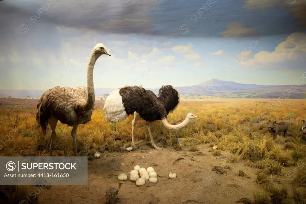 Reconstitution of a couple of ostrich in a museum New York